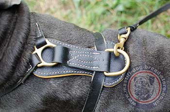 The Best Dog Harness