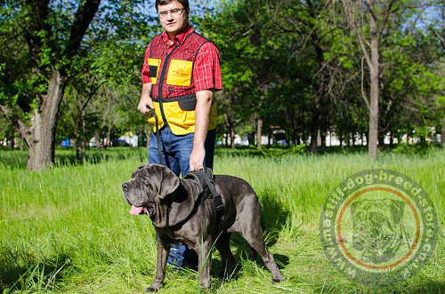 Neapolitan Mastiff Dog Running Harness UK