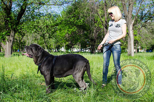 Leather Dog Harness for Neapolitan Mastiff Training