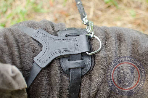 Studded Dog Harness for Neapolitan Mastiff