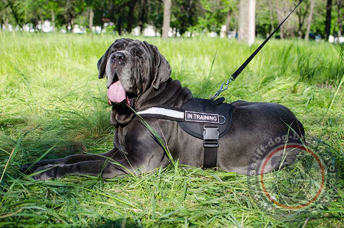 New Dog Harness on Italian Mastino