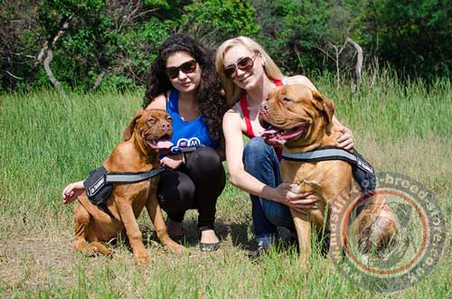 Reflective Dog Harness for Dogue De Bordeaux