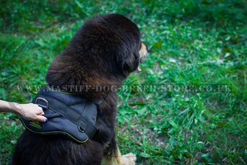 Tibetian Mastiff Dog Harness with Handle