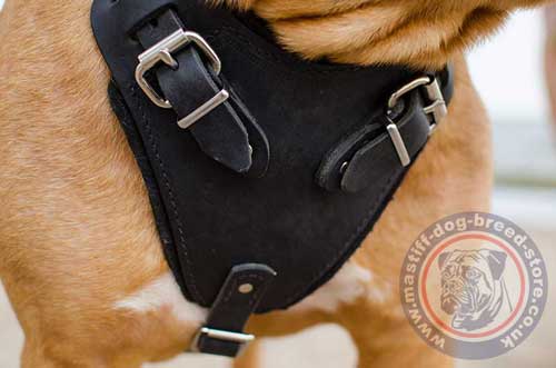 Dogue De Bordeaux Harness UK