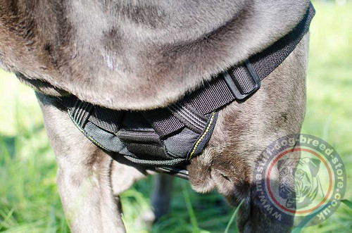 Large Dog Harness