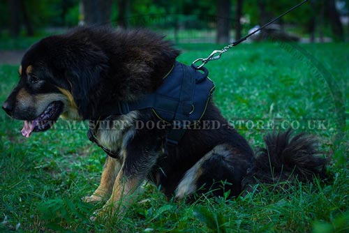 Tibetian Mastiff Training Dog Harness