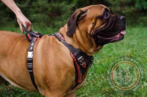 BIg Dog Harness with Handle for Bullmastiff for Sale UK