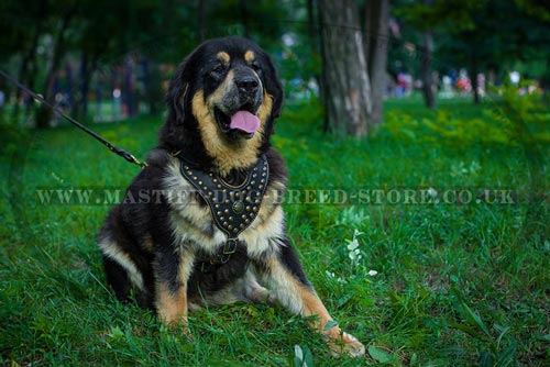 Luxury Leather Dog Harness for Tibetian Mastiff