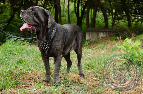 Studded Dog Harness for Neapolitan Mastiff