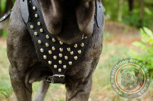 Studded Dog Harness for Neon Mastiff
