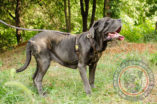 Comfy Dog Harness for Neapolitan Mastiff