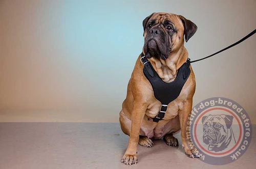 Y Shaped Dog Harness for Bullmastiff