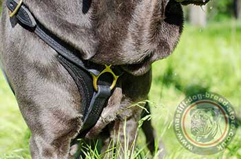 Mastiff Harness for Dogs