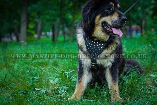 Padded Dog Harness for Tibetian Mastiff