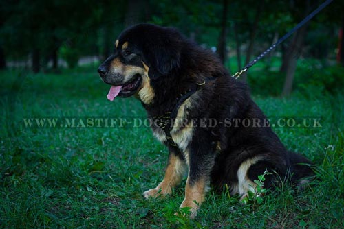 Tibetian Mastiff Dog Walking Harness