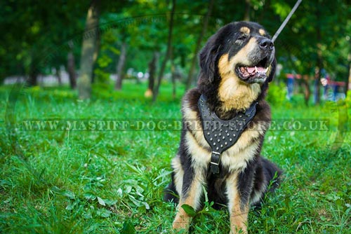 Designer Dog Harness for Tibetian Mastiff Dog