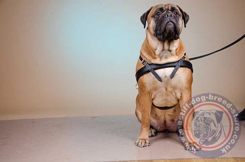 Sport Dog Harness for Bullmastiff