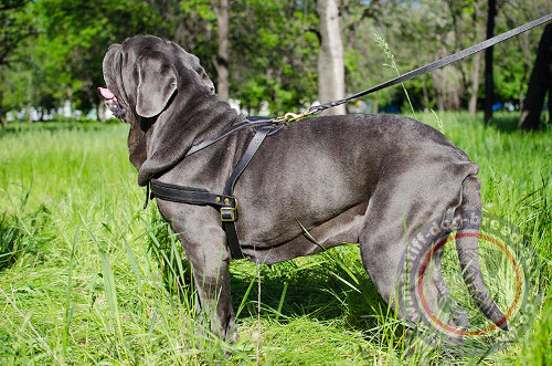 Neapolitan Mastiff Sport Dog Harness