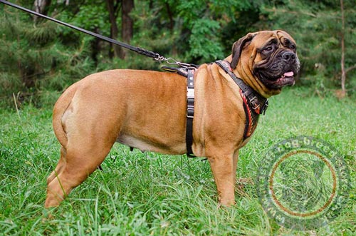 Dog Chest Harness for Bullmastiff