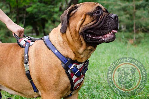 Bullmastiff Dog Harness with Handle