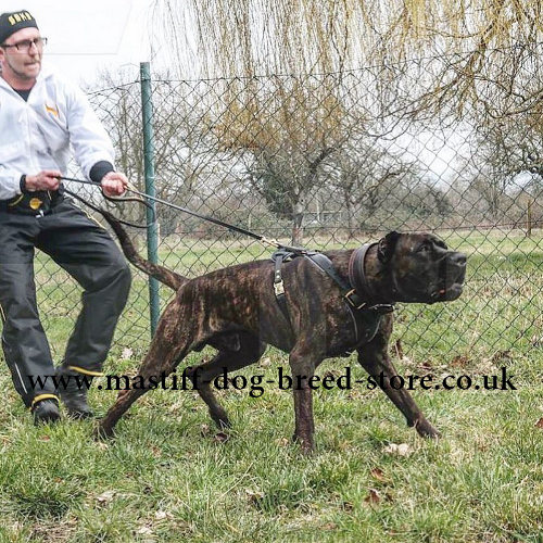 Strong Dog Harness for American Bandogge Mastiff