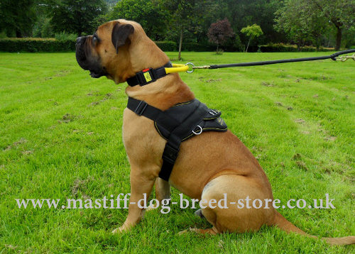 Dog Running Harness for Mastiff