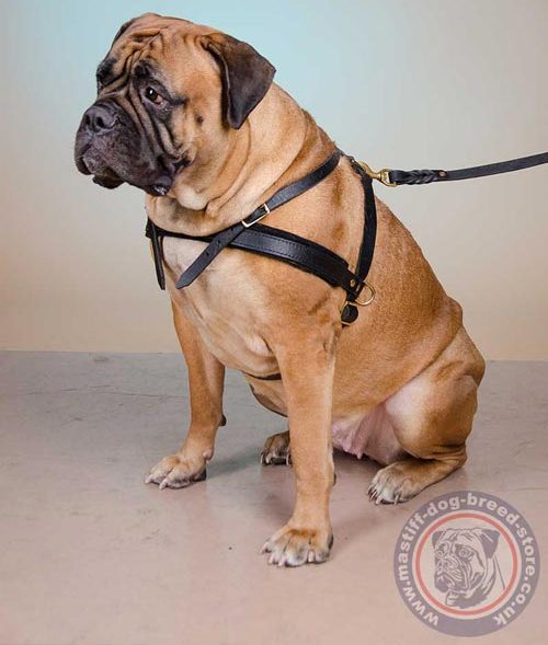 Strong Dog Harness for Bullmastiff