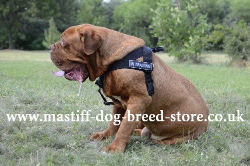Dog Control Harness for Mastiff
