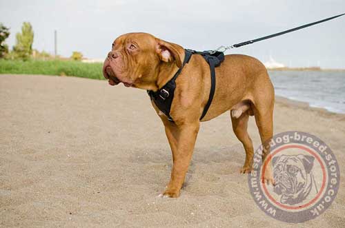 Dogue De Bordeaux Harness