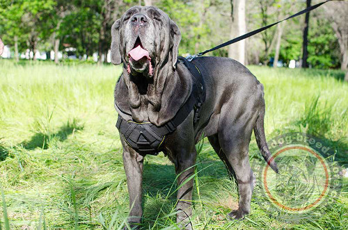 Neapolitan Mastiff Harness