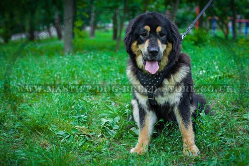 Padded Dog Harness for Tibetian Mastiff Dog