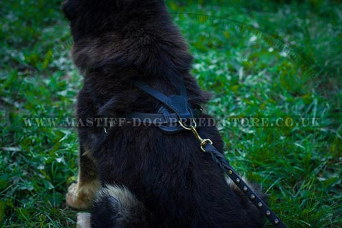 Tibetian Mastiff Training Harness UK