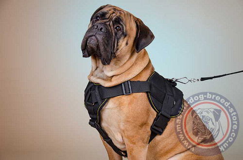 Bullmastiff Harness for Sale