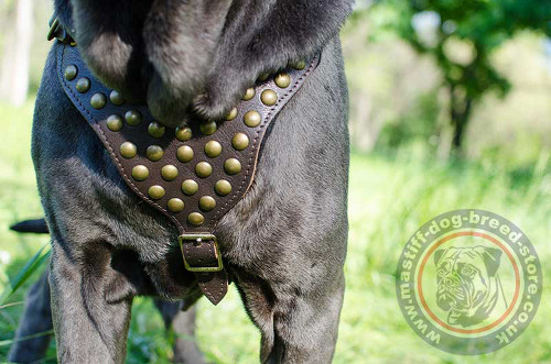 Handmade Leather Dog Harness UK