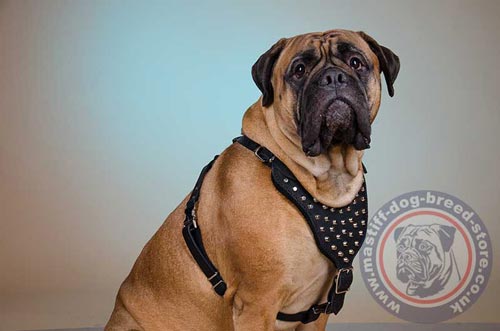 Studded Dog Harness for Bullmastiff Walking