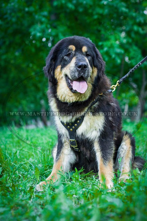 Tibetian Mastiff Dog Harness and Lead Set