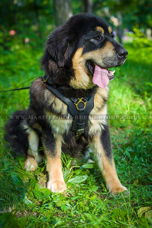 Tibetian Mastiff Big Dog Harness UK