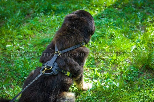 Tibetian Mastiff Dog Padded Harness