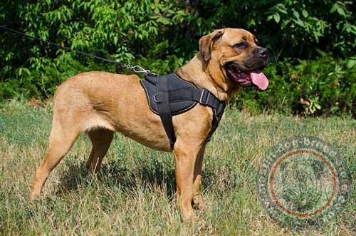 Cane Corso Harness