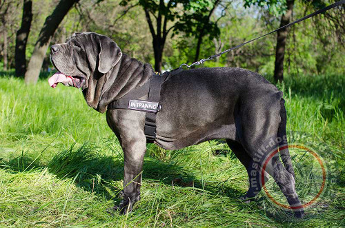 Training Dog Harness for Neapolitan Mastiff