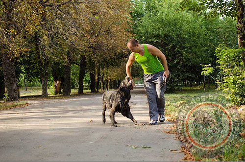 Best Dog Harness for Neapolitan Mastiff