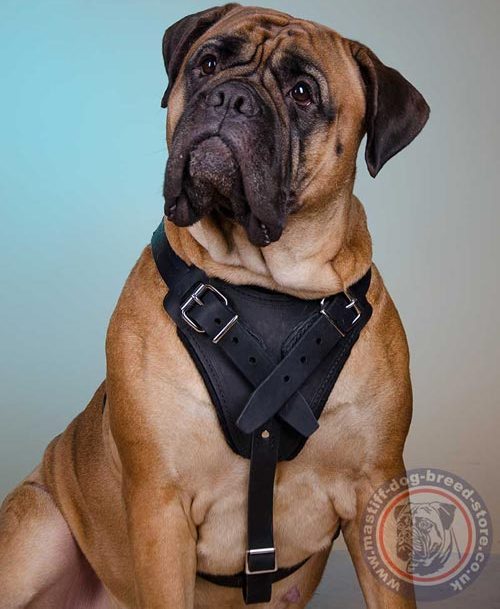 Strong Dog Harness for Bullmastiff