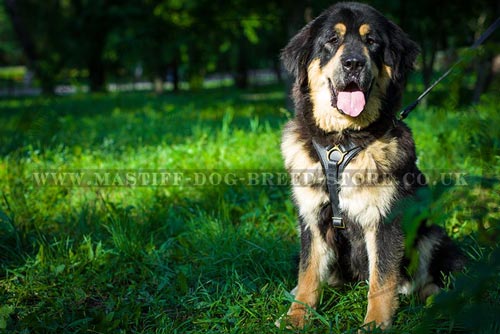 Large Tibetian Mastiff Size of Triangle Dog Harness