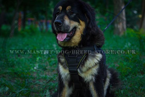 Tibetian Mastiff Dog Nylon Harness