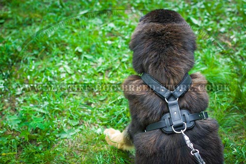 Strong Dog Harness for Tibetian Mastiff Training