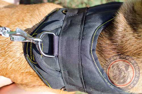 Cane Corso Harness