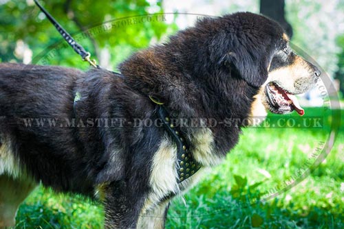 Leather Dog Harness and Lead for Mastiff Walking
