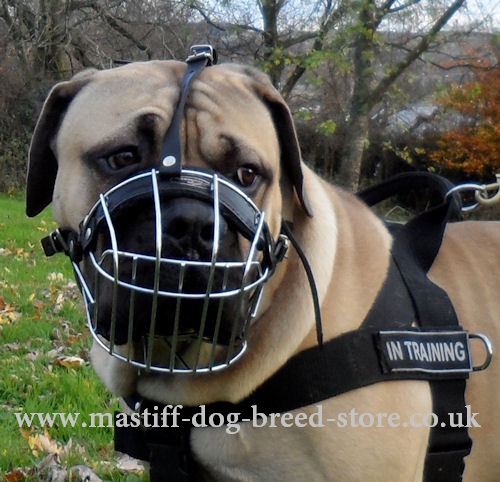 Dog Basket Muzzle for South African Boerboel for Sale