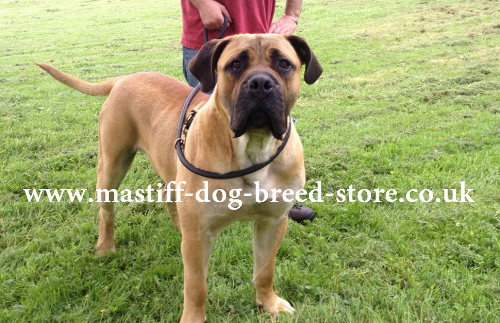 Extra Strong Dog Lead for Boerboel