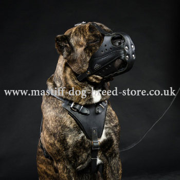 K9 Dog Muzzle for Cane Corso Mastiff